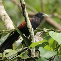 Kukal jasnodzioby - Centropus chlororhynchos - Green-billed Coucal