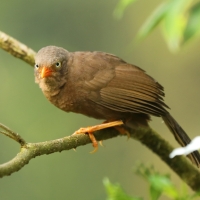Dżunglotymal cejloński - Argya rufescens - Orange-billed Babbler