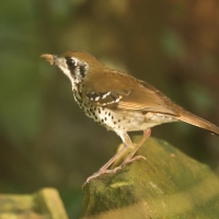 Drozdaczek plamoskrzydły - Geokichla spiloptera - Spot-winged Thrush
