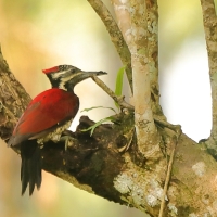 Sułtanik żółtogrzbiety - Dinopium benghalense - Black-rumped Flameback