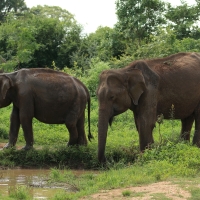 Słoń w P.N. Udawalawe.