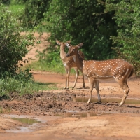 Jeleń aksis w P.N. Udawalawe.