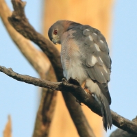 Krogulec mały - Accipiter badius  - Shikra