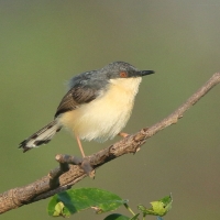 Prinia indyjska - Prinia socialis - Ashy Prinia