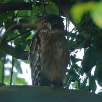 Ketupa bosonoga - Ketupa zeylonensis - Brown Fish Owl