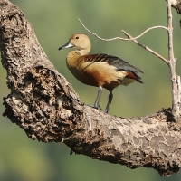 Drzewica indyjska - Dendrocygna javanica - Lesser Whistling-duck