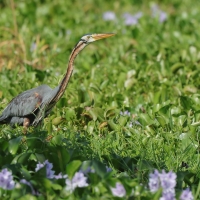 Czapla purpurowa - Ardea purpurea - Purple Heron