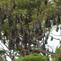 Kolonia rudawek wielkich.