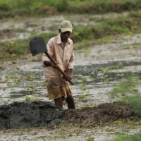 Praca na polu ryżowym.