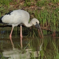 Kleszczak azjatycki - Anastomus oscitans - Asian Openbill