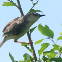 Prinia dżunglowa - Prinia sylvatica - Jungle Prinia