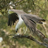 Bielik białobrzuchy - Haliaeetus leucogaster - White-bellied Sea Eagle