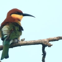 Żołna obrożna - Merops leschenaulti  - Chestnut-headed Bee-eater