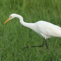 Czapla czarnonoga - Ardea intermedia - Intermediate Egret
