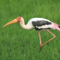 Dławigad indyjski - Mycteria leucocephala - Painted Stork
