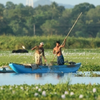 Połów ryb na bagnach koło Tissa.