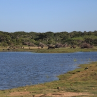 Park Narodowy Bundala.