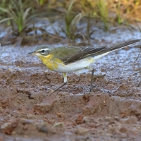 Pliszka żółta - Motacilla flava - Yellow Wagtail
