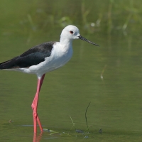 Szczudłak zwyczajny - Himantopus himantopus - Black-winged Stilt