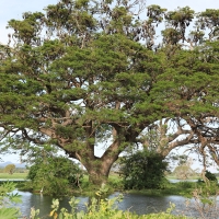 Kolonia rudawek wielkich.