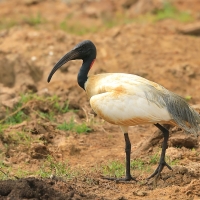 Ibis siwopióry - Threskiornis melanocephalus - Black-headed Ibis