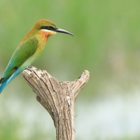 Żołna modrosterna - Merops philippinus - Blue-tailed Bee-eater