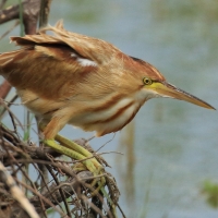 Bączek żółtawy - Ixobrychus sinensis - Yellow Bittern
