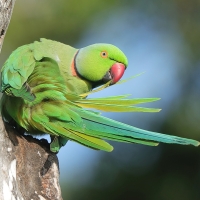 Aleksandretta obrożna - Psittacula krameri - Rose-ringed Parakeet