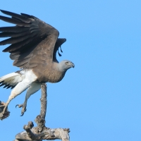 Rybożer białosterny - Ichthyophaga ichthyaetus - Grey-headed Fish Eagle