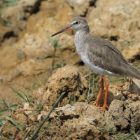 Krwawodziób - Tringa totanus - Common Redshank