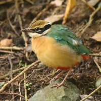 Kurtaczek bengalski - Pitta brachyura - Indian Pitta