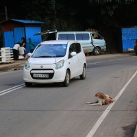 Leżace na szosie psy nie reagują na samochody.