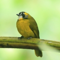 Bilbil żółtouchy - Pycnonotus penicillatus - Yellow-eared Bulbul