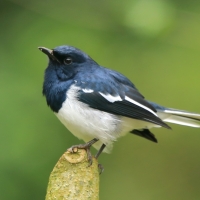 Sroczek zmienny - Copsychus saularis - Oriental Magpie-Robin