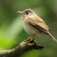 Muchołówka białogardła - Muscicapa muttui - Brown-breasted Flycatcher