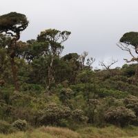 Park Narodowy Horton Plains.