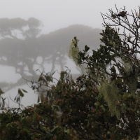 Park Narodowy Horton Plains.