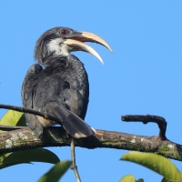 Dzioborożec cejloński - Ocyceros gingalensis - Sri Lanka Grey Hornbill
