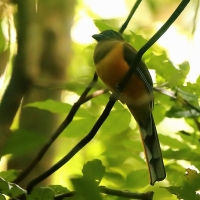 Sędzioł malabarski - Harpactes fasciatus - Malabar Trogon