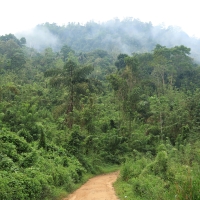 Dżungla w okolicy miejscowości Kitulgala.
