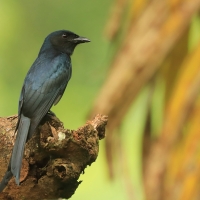 Dziwogon białobrzuchy - Dicrurus caerulescens - White-bellied Drongo