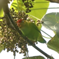 Zwisogłówka złotawa - Loriculus beryllinus - Sri Lanka Hanging Parrot