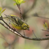 Kulczyk zwyczajny - Serinus serinus - European Serin