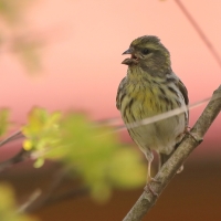 Kulczyk zwyczajny - Serinus serinus - European Serin