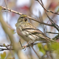 Kulczyk zwyczajny - Serinus serinus - European Serin