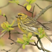 Kulczyk zwyczajny - Serinus serinus - European Serin