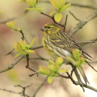 Kulczyk zwyczajny - Serinus serinus - European Serin