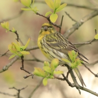 Kulczyk zwyczajny - Serinus serinus - European Serin