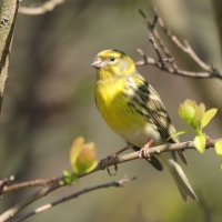 Kulczyk zwyczajny - Serinus serinus - European Serin