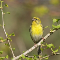 Kulczyk zwyczajny - Serinus serinus - European Serin
